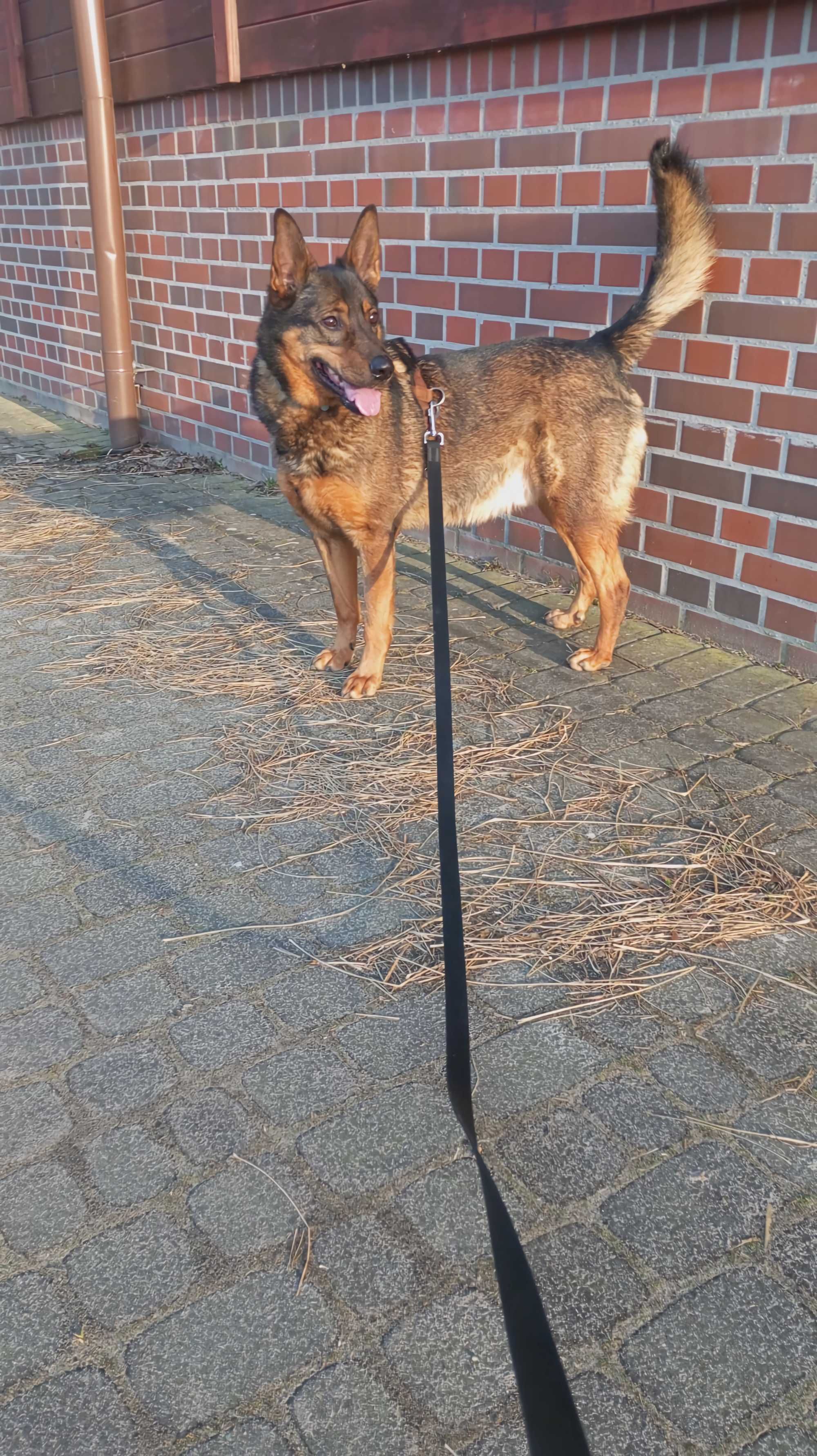SZARIK, typ: Owczarek niem., 6 lat, 35kg