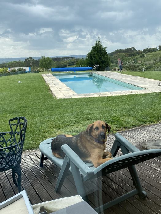duas cadelas para adopção