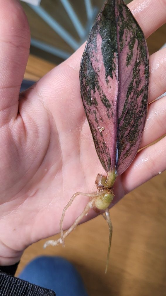 Zamioculcas Black Pink varie