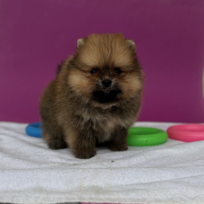 хлопчик тип ведмедика шоу классу