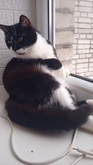 Киця стерилізована