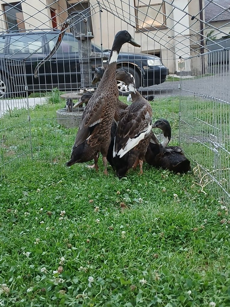 Biegusy w barwie dzikiej