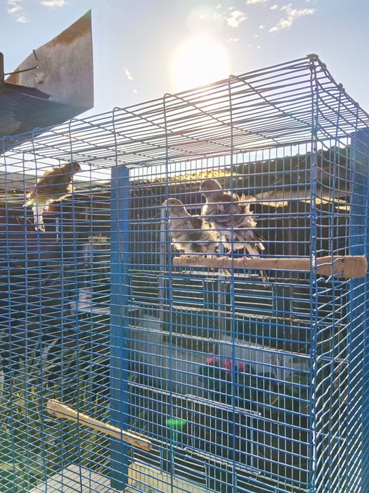 canários frizados do norte