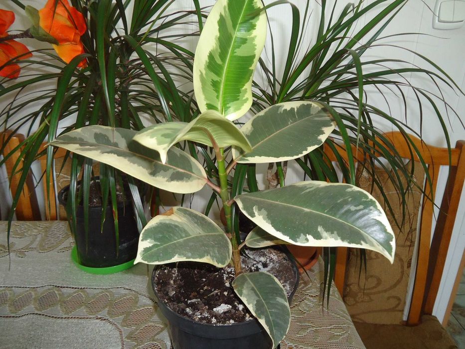 kwiaty doniczkowe dracena,fikus