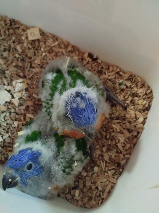 Loris para criar a mão