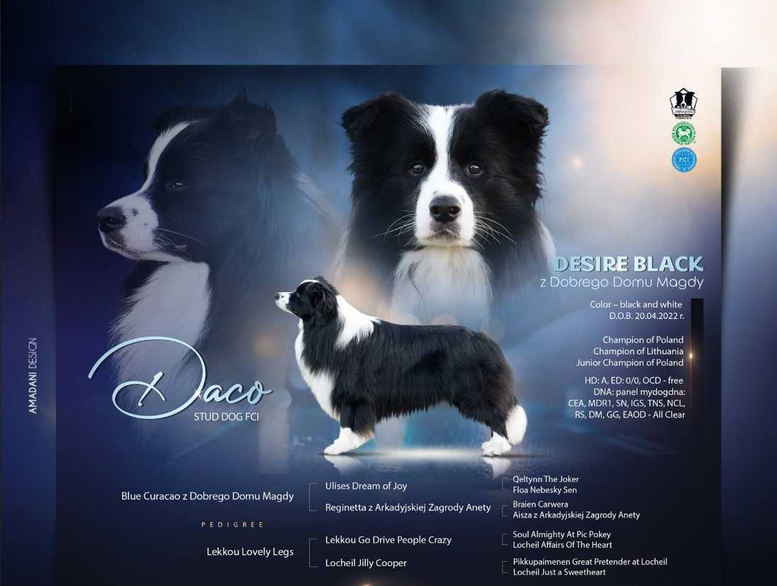 Szczenię Border Collie FCI