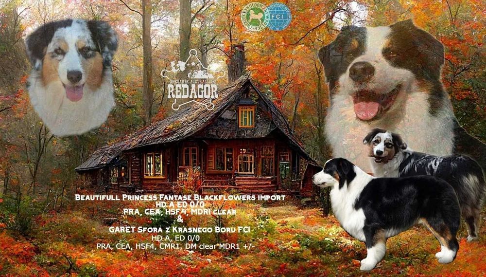 Owczarek australijski Red tri (typ amerykański) ZKwP/FCI