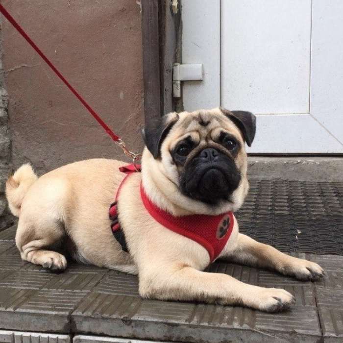 Мальчик мопс для вязки развязан