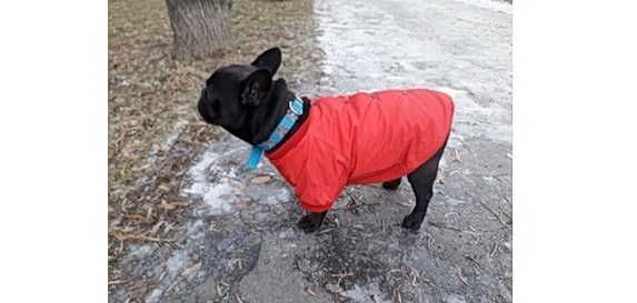 Осінньо-зимова курточка для невеликих собак
