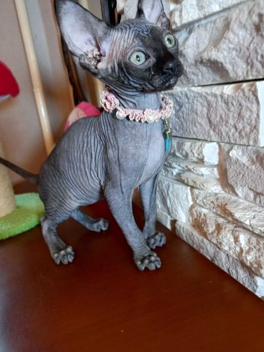 Продаються дуже гарні кошенята - канадські сфінкси .