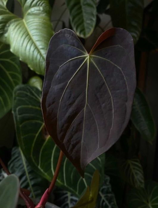 Anthurium Black Widow x Michelle X Orca