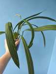 Антуріум Vittarifolium