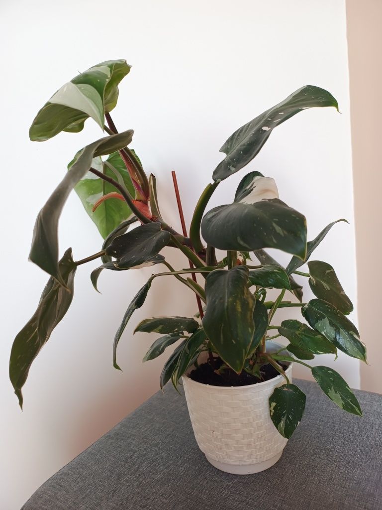 Filodendron/Philodendron White