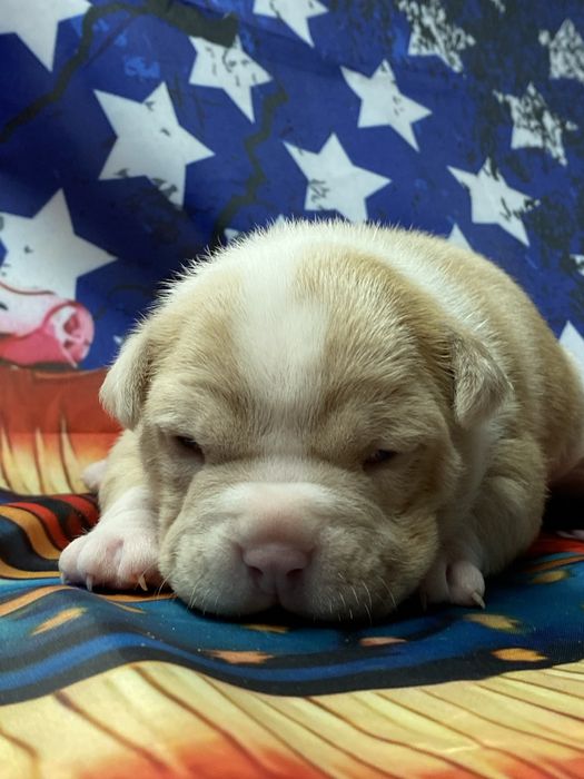 American Bully Pocket ABKC