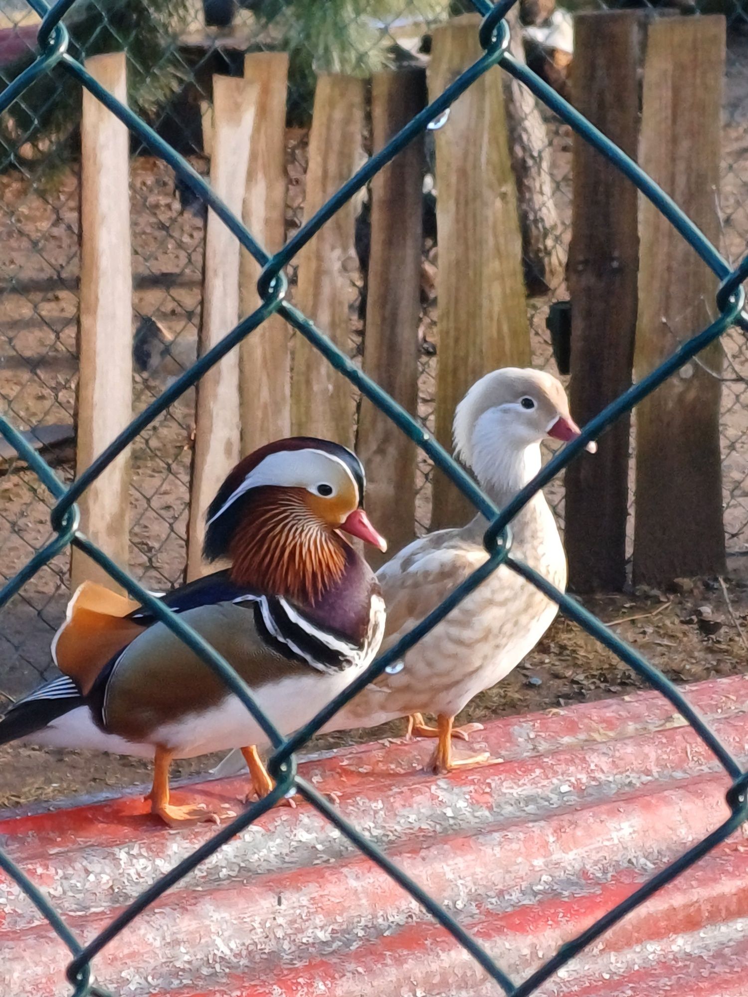 Patos mandarins e bhramas