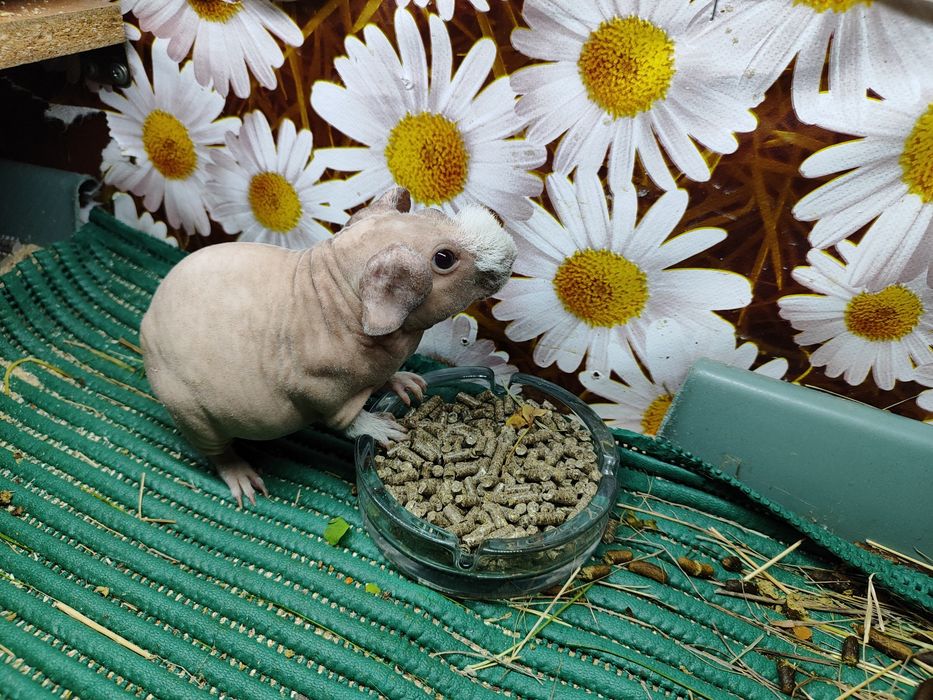 Скінні хлопчики дівчатка.