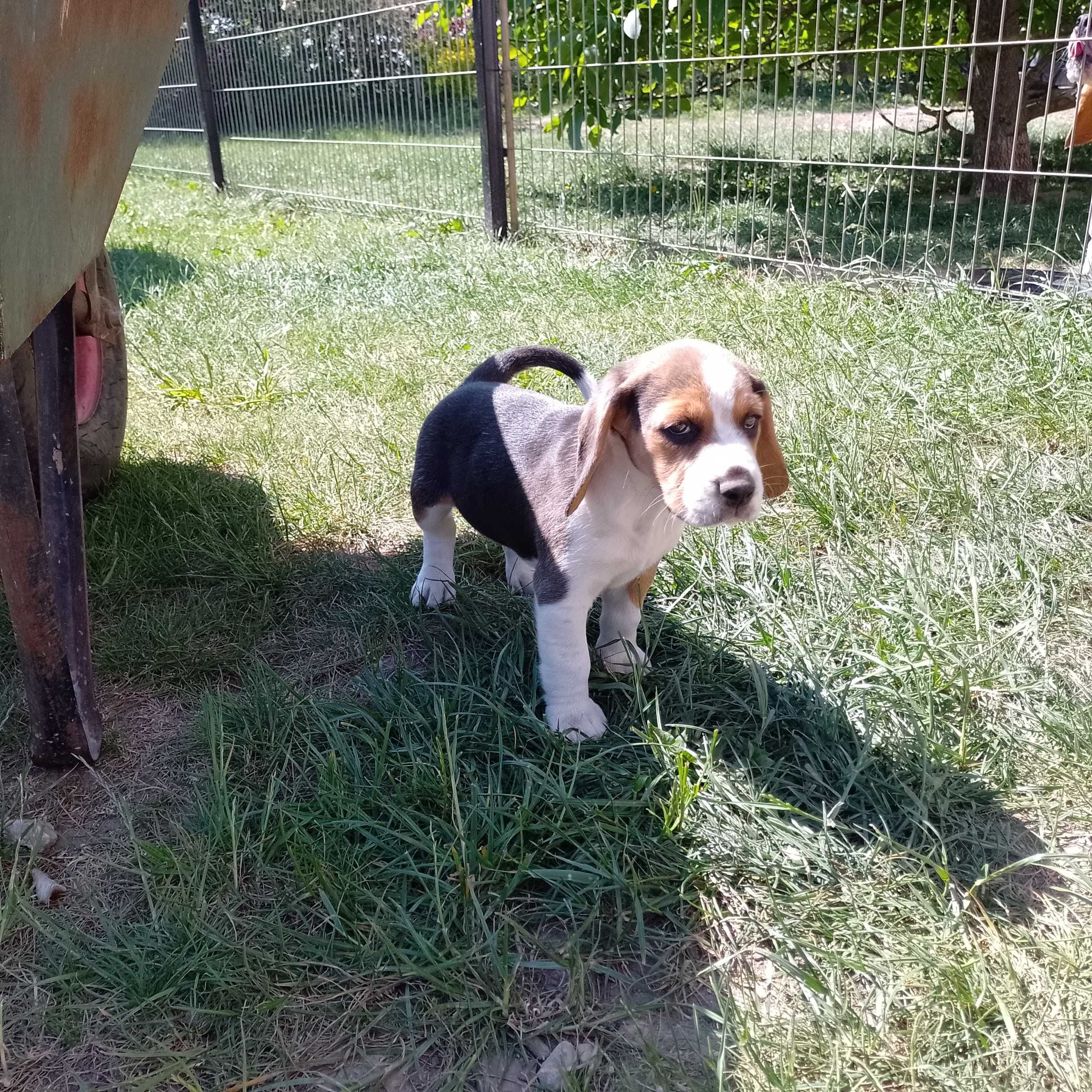 Sprzedam szczeniaczka rasy Beagle tricolor