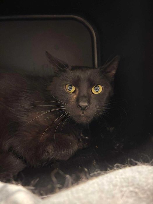 Łagodna Bambi szuka domku