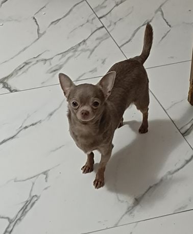 Liliowy Piesek Chihuahua