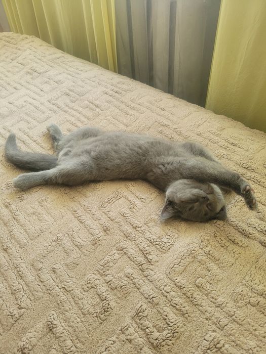 Вязка кота Шартрез