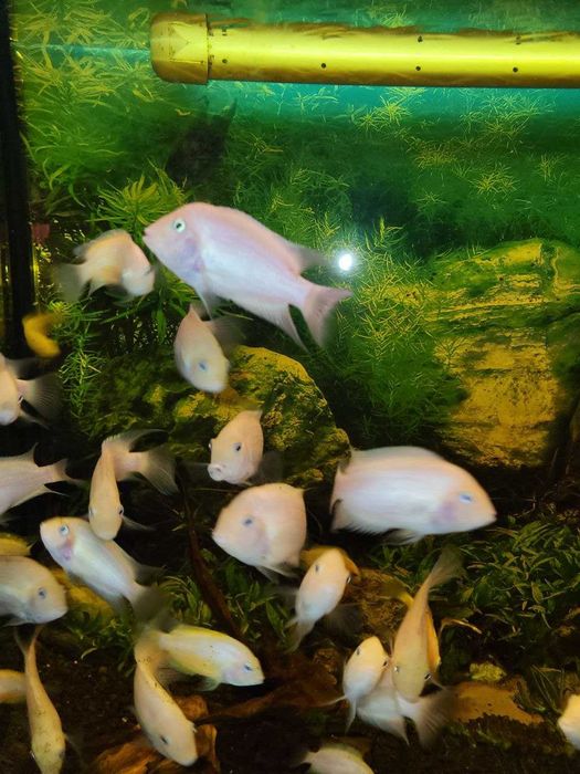 Цихлазома чернополосая альбинос