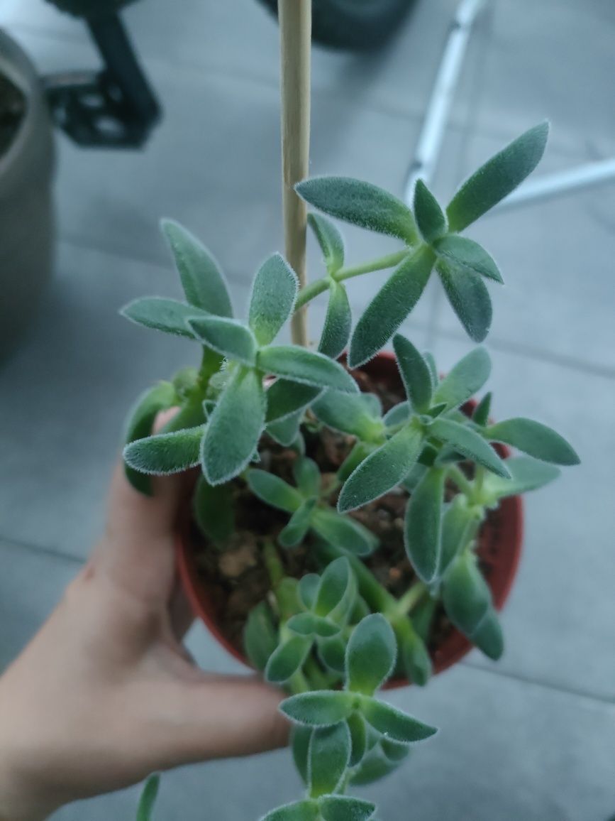 Crassula Tarantula Sukulent