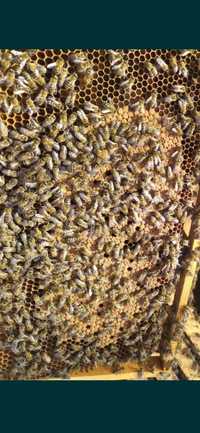 Відводки бджіл , бджоли