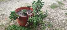 Planta suculenta