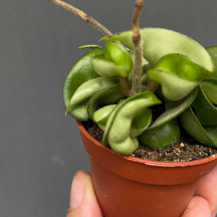 Hoja Carnosa Compacta Green Ogrzewacz w cenie