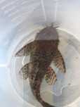 Ancistrusy Rio Tocantincs samce dorosłe, Ancistrus sp Tocantins