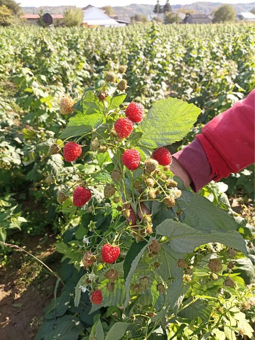 Саджанці малини Маравілла, ціна за 1 штуку