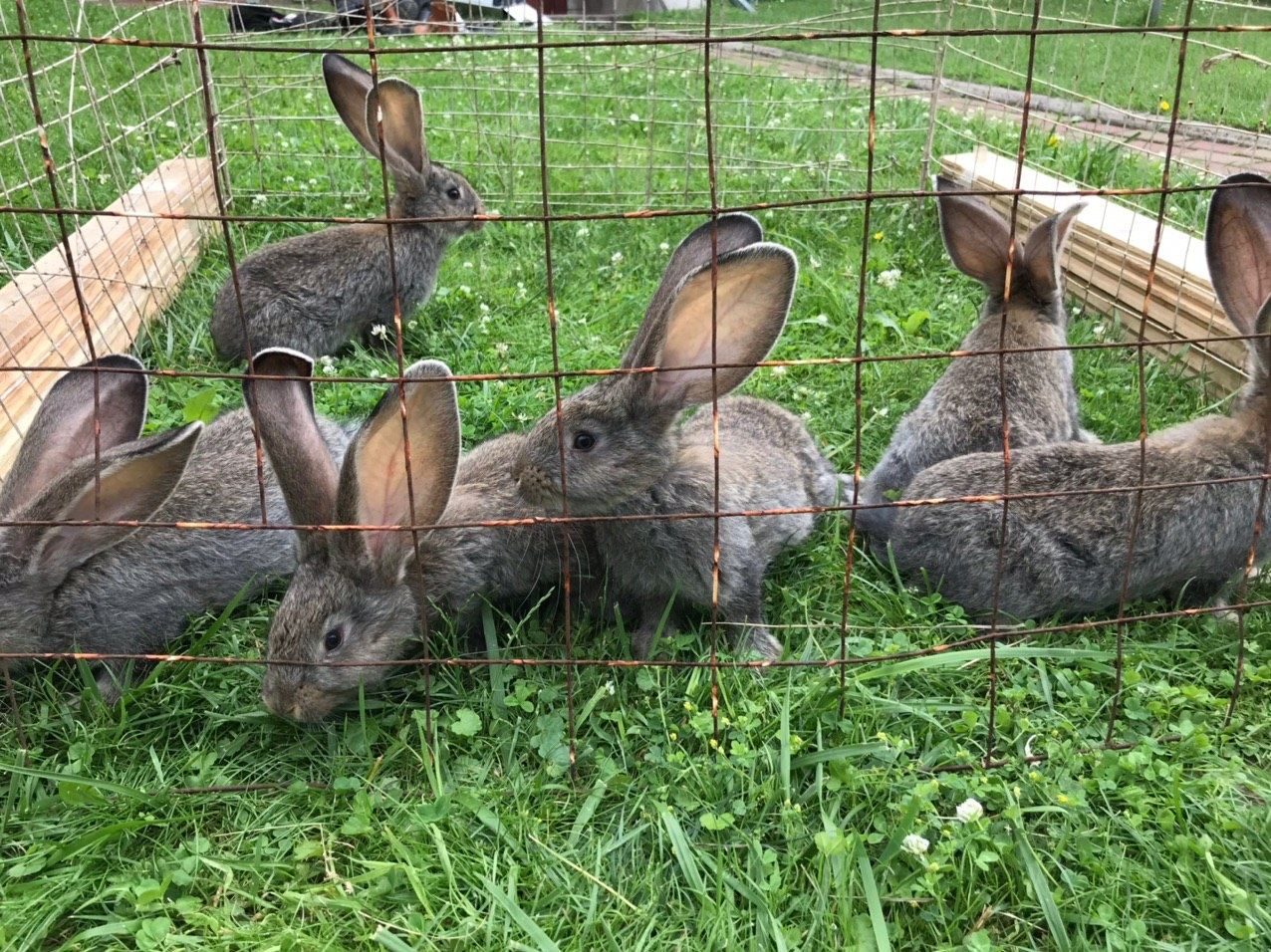 Кроликі кролі молодняк Обміняю