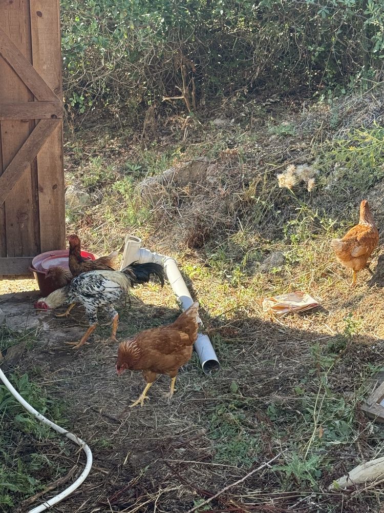 5 galinhas  e um galo sendo do campo 2 botadeira e 3 do campo