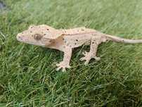 Gekon orzęsiony Correlophus ciliatus