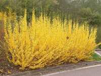 Forsycja żółta - krzew do ogrodu