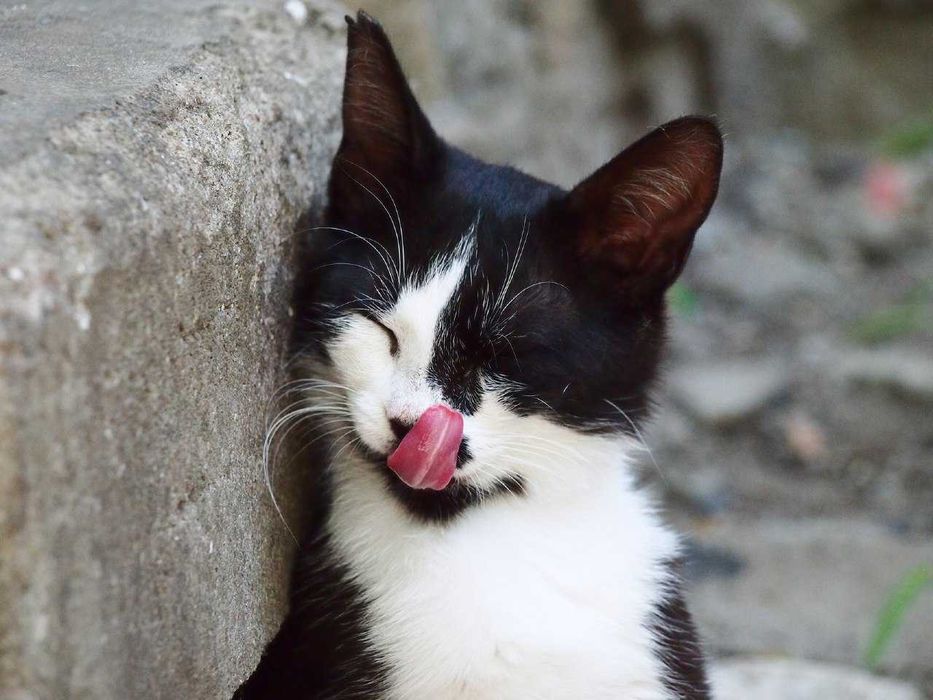 Скромная кошечка ищет дом