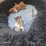 Kotki do adopcji