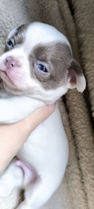 Chihuahua.Menino Branco e Lilás de Olhos azuis.  Perfeito!