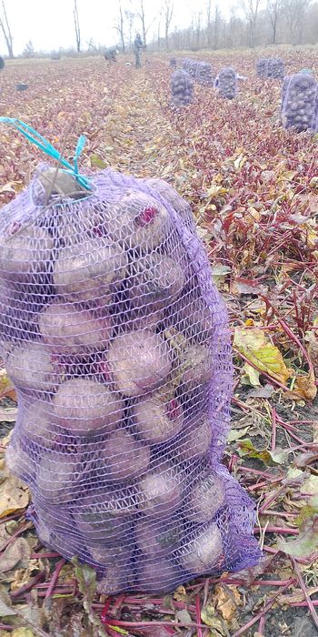 Буряк .с. Чаплинка