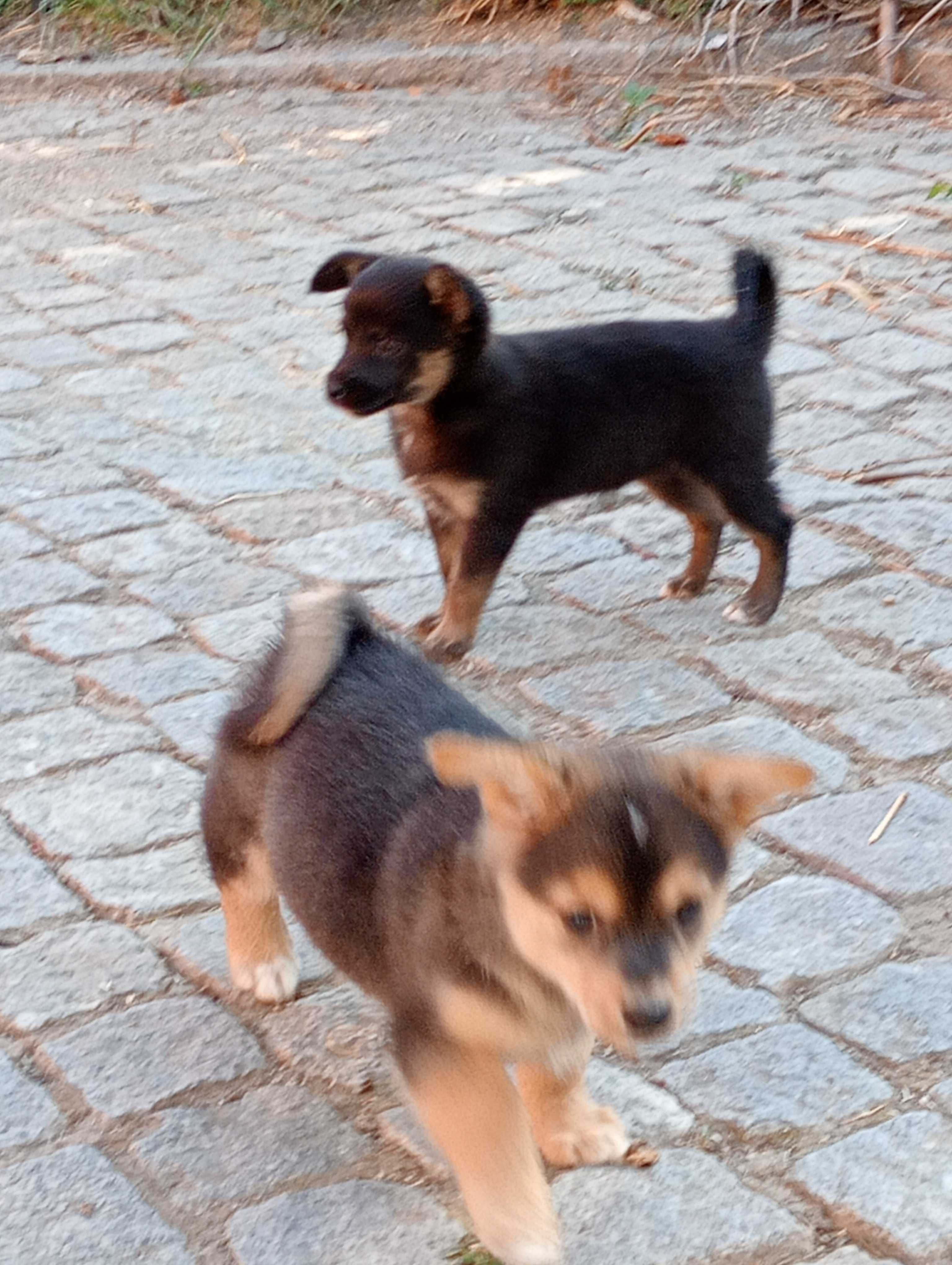 Pequenos cachorrinhos, mãe pinscher nº6