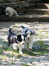 Cudnie umaszczone Border Collie ZKwP (FCI)