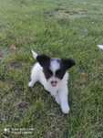 Papillon spaniel kontynentalny