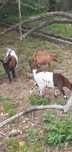 Cabras anãs femeas