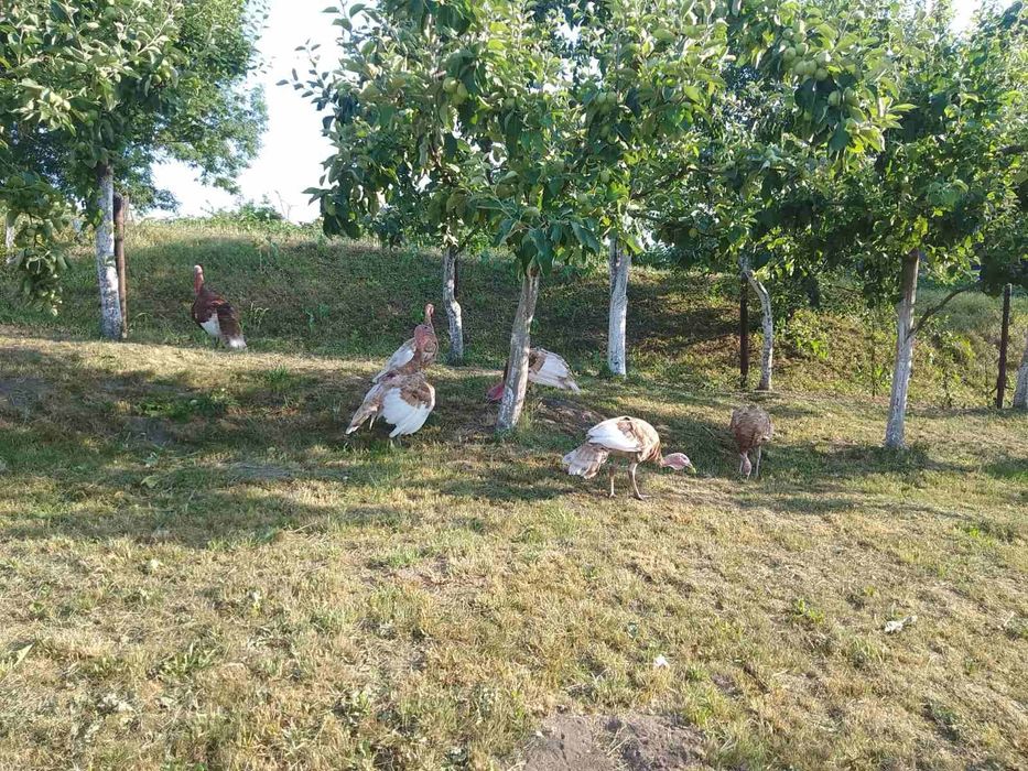 індики  червоний бурбон.яйця