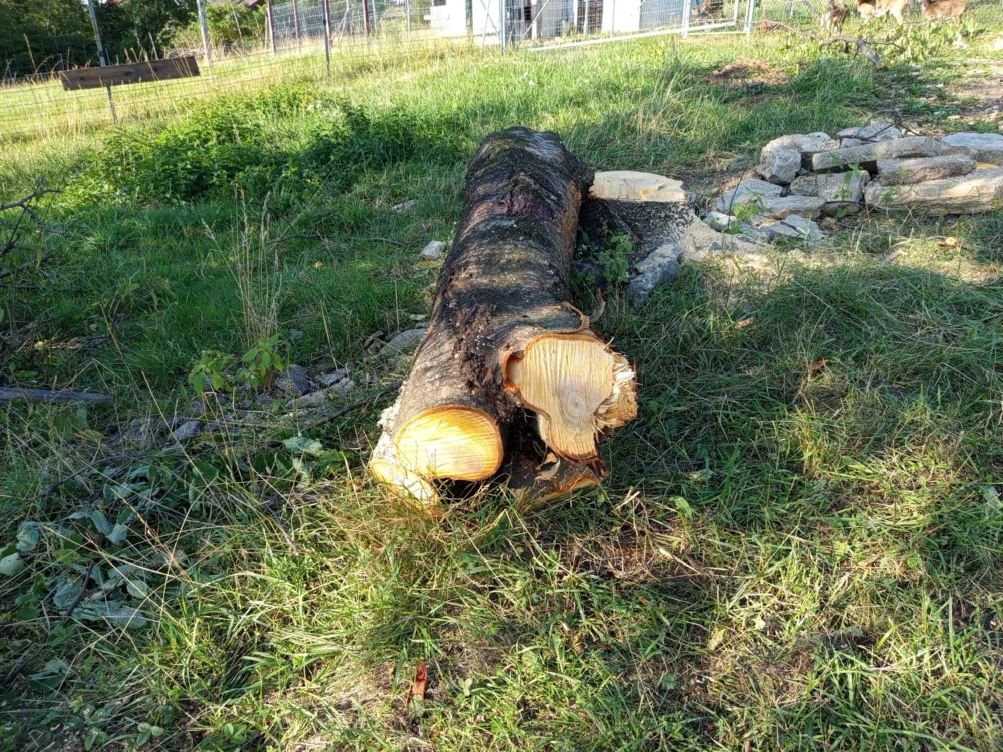 Sprzedam pień drzewa czereśni.