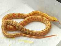 Wąż hybryda mix. zbożowy, lampropeltis polyzona pyromelana(22% TANIEJ)