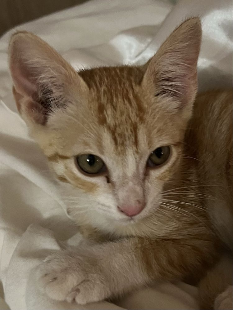 o gato está procurando uma família