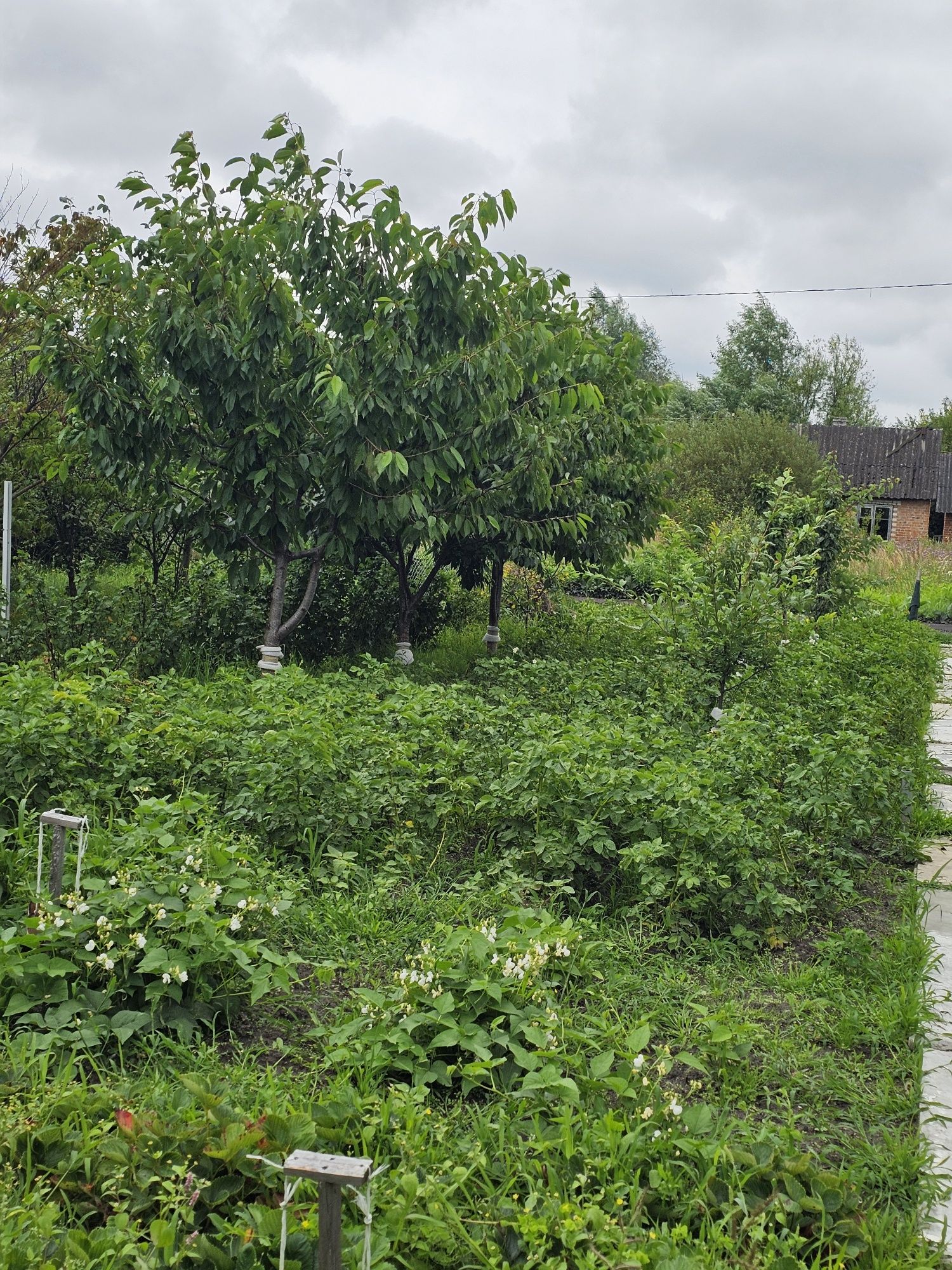 Продам дачу кооператив Застава