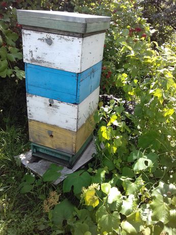 Пчелосемьи с ульями многокорпусными, молодые рои этого года. Вулики