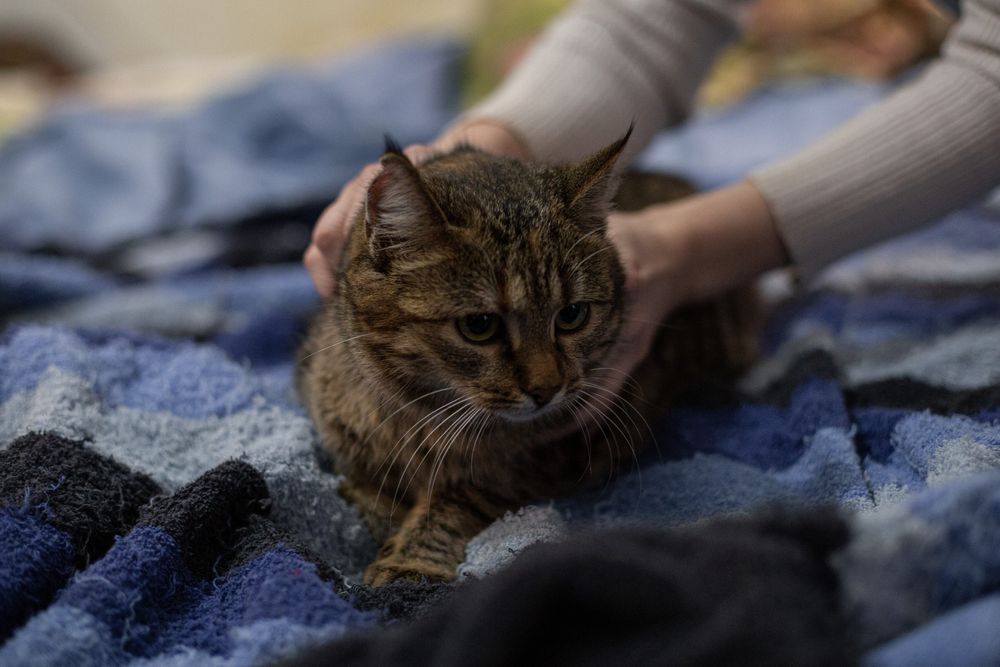 Молоденькие полосатые кошечки ищут дом и семью!!!